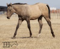 Smokin Rose's 2019 Buckskin Colt